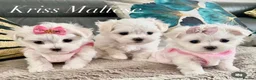 Maltese dogs for stud: 🌟Stunning KC Reg Korean Maltese boy for STUD - Advert 8