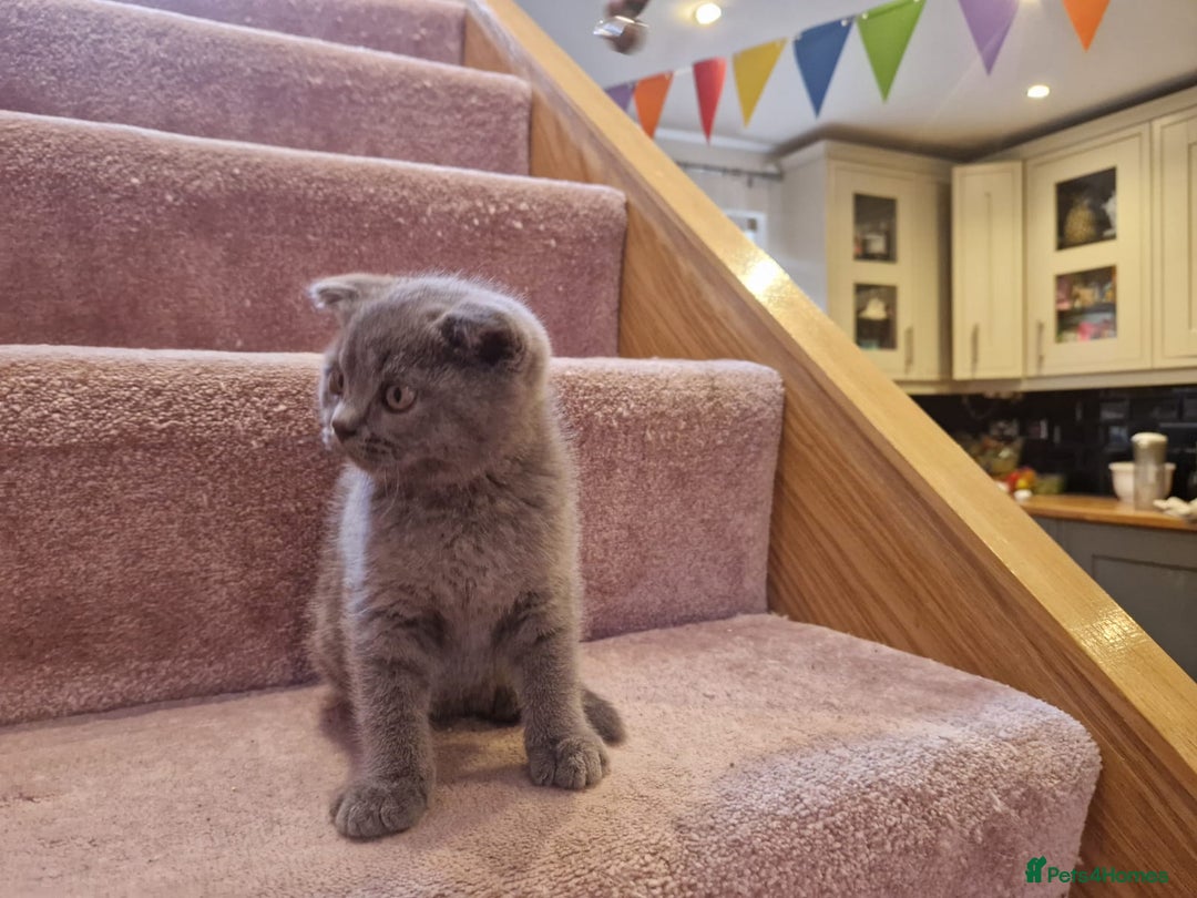 Scottish Fold cats for sale: 1 BSH Boy AVAILABLE. in Sheffield - Image 26