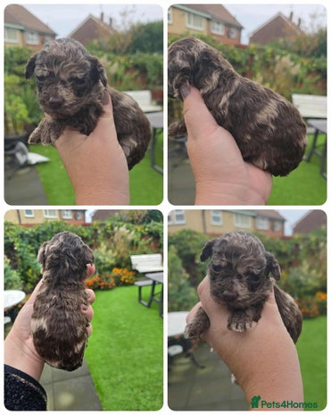 Toy Poodle dogs - Advert 13