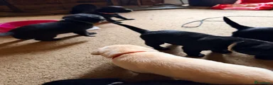 Labrador Retriever 7