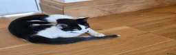 Domestic Shorthair cats for sale: Dynamic Duo Looking for an Outdoor Adventure! in Hook - Advert 4