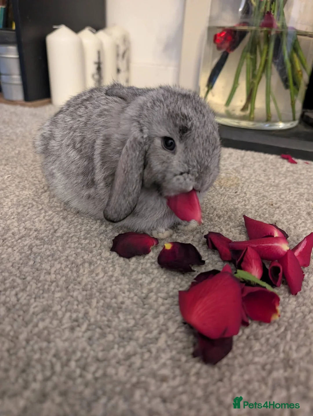 Mini Lop rabbits for sale: Mini lops for sale  - Advert 10