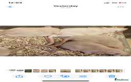 Rat rodents for sale: Very friendly baby rats, including dumbo Siamese  - Image 4
