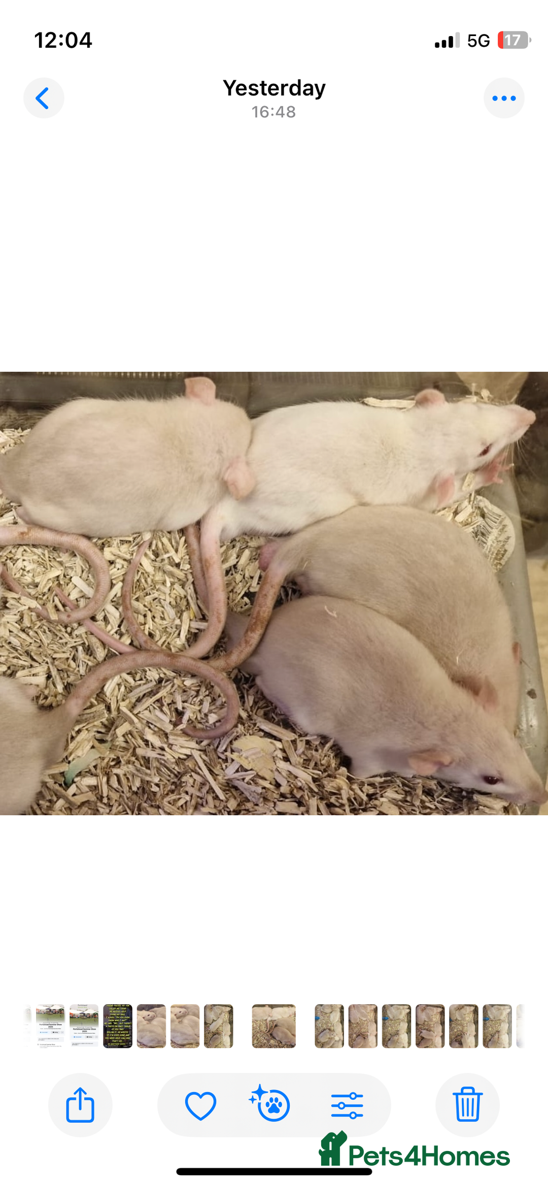 Rat rodents for sale: Very friendly baby rats, including dumbo Siamese  - Image 4
