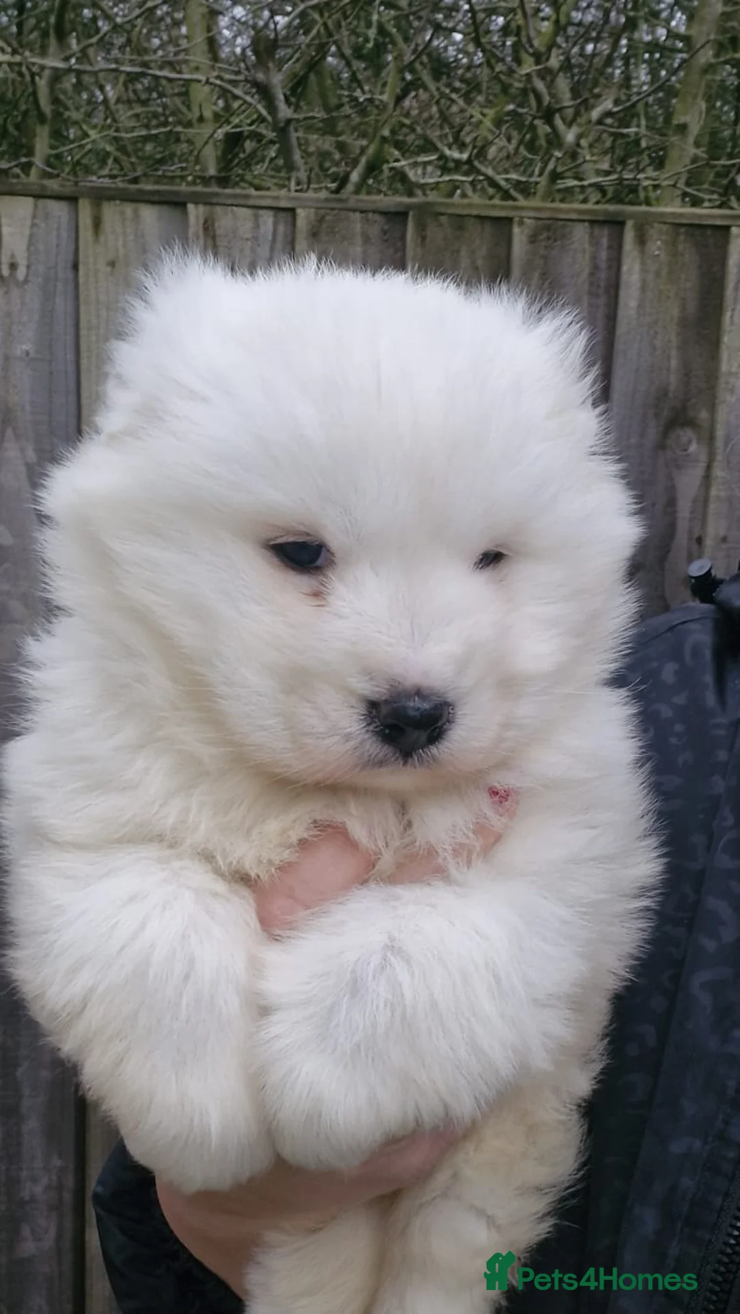 Samoyed dogs for sale: A beautiful little Samoyed girl for sale in Ashbourne - Advert 18