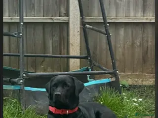 Labrador Retriever dogs Stunning Labrador Puppies -KC Registered - Advert 1