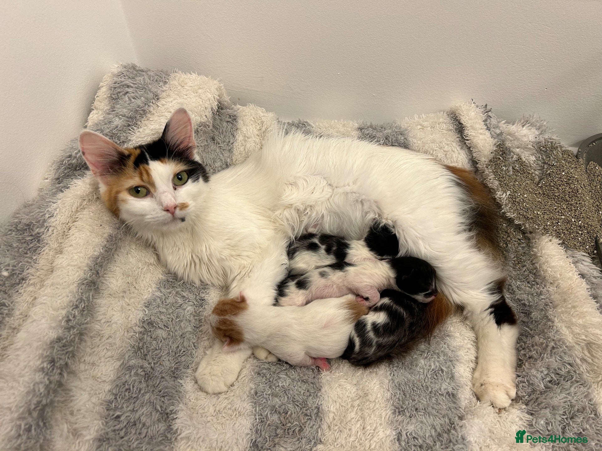 Mixed Breed cats Calico/bengal kittens - Advert 19