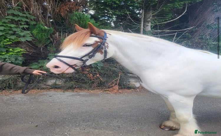 Irish Cob horses - Advert 1
