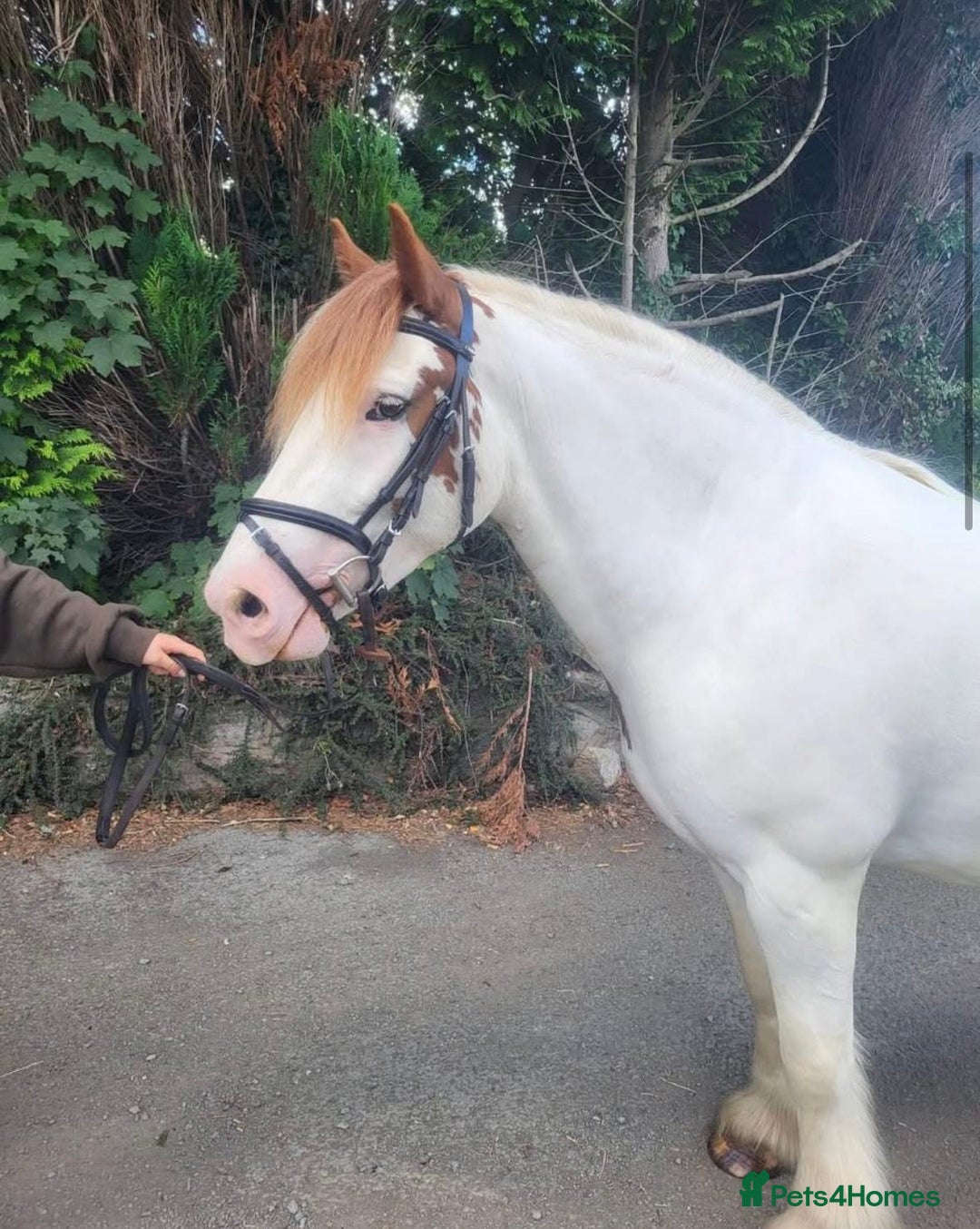 Irish Cob horses for sale: 14hh 4yo cob gelding  - Image 1