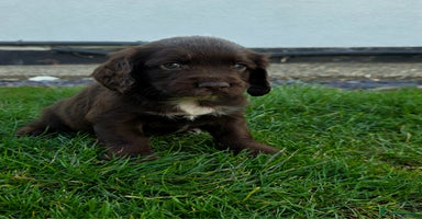 Cocker Spaniel dogs - Advert 10