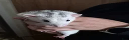 Rat rodents for sale:  4 Rats and large cage setup for sale - Advert 2