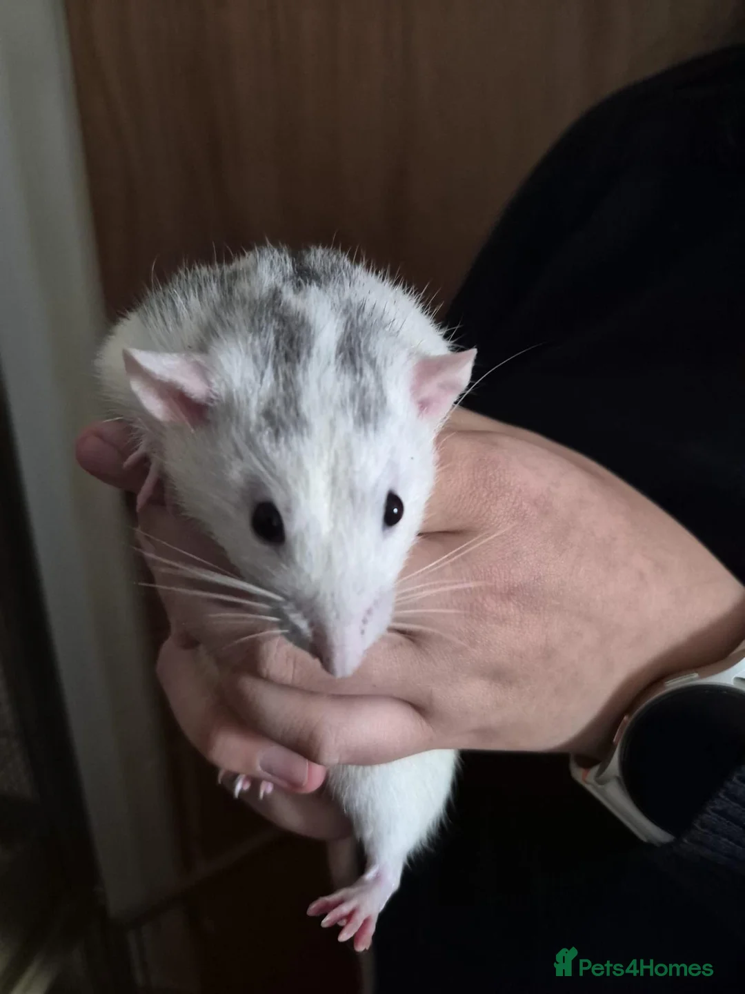Rat rodents for sale:  4 Rats and large cage setup for sale - Advert 2
