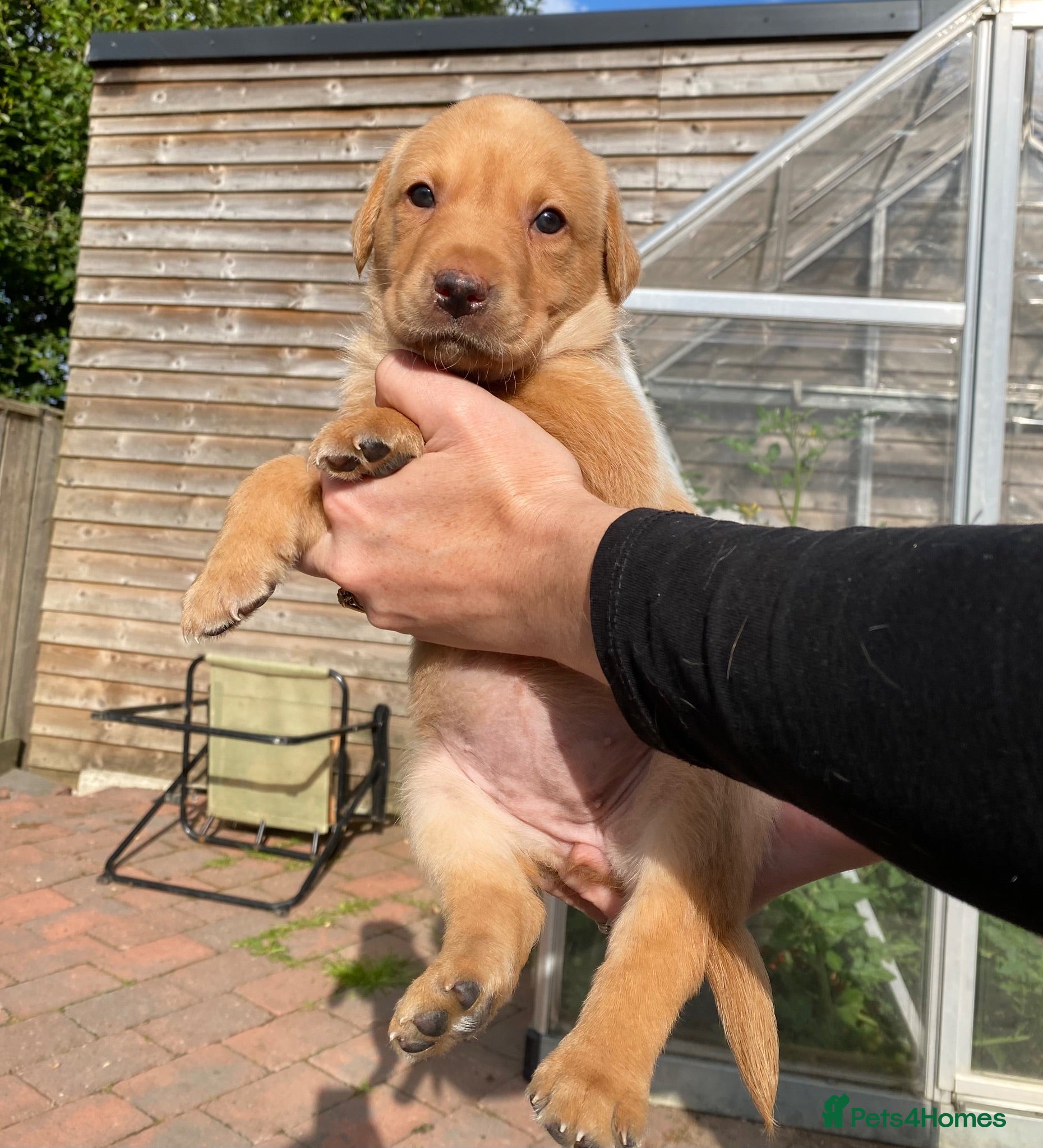 Labrador Retriever dogs Exceptional Field Trial Champion Lines KC Lab Pups - Advert 2
