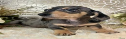 Miniature Dachshund dogs for sale: KC Smooth Coat Miniature Dachshunds - Advert 19