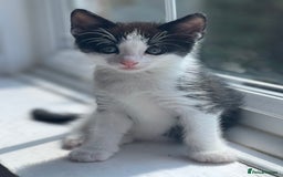 Mixed Breed cats for sale: 4 kittens for sale from 2 litters - Image 13