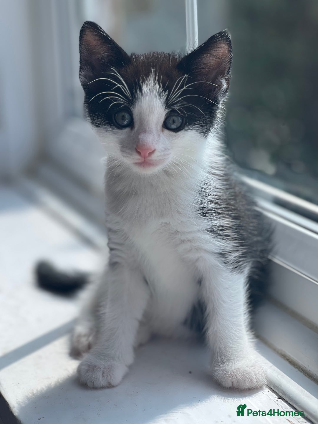 Mixed Breed cats for sale: 4 kittens for sale from 2 litters - Image 13