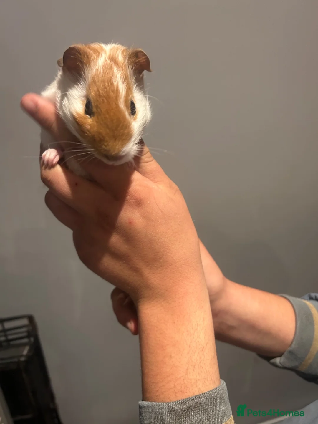 Guinea Pig rodents for sale: Gorgeous coloured male guinea pigs for sale   in Woking - Advert 9