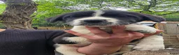 Mixed Breed dogs for sale: 9 (2 LEFT) Beautiful Akita x puppies for sale - Advert 14