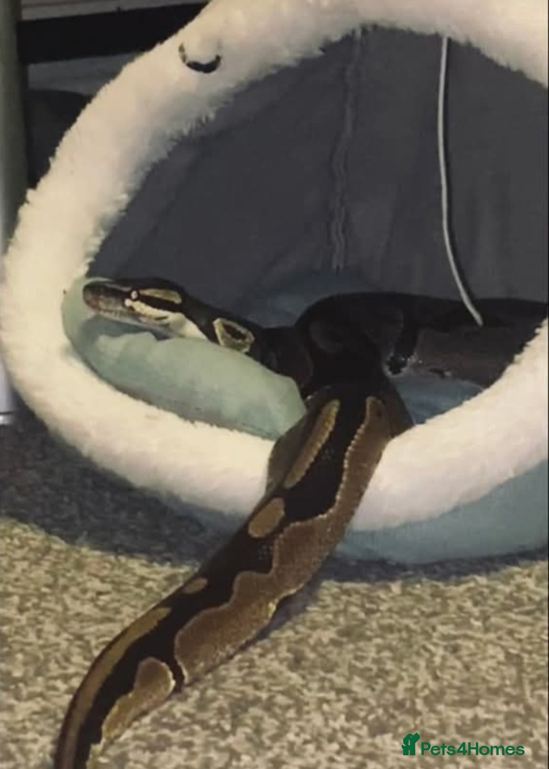 Python Snake reptiles for sale: Captain ball python and his viv - Advert 1