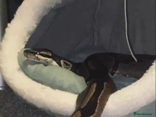 Python Snake reptiles Captain ball python and his viv - Advert 5