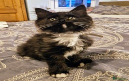 Ragdoll cats for sale: 6 CROSS RAGDOLL KITTENS WAITING FOR A LOVING HOME - Image 26
