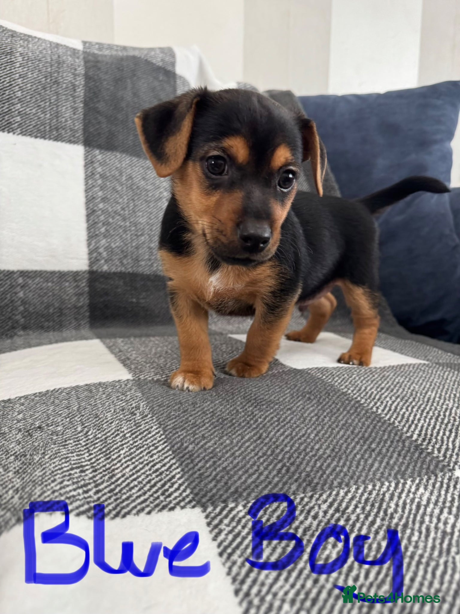 Jack Russell dogs Stunning black n tan smooth coat  - Advert 2