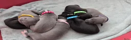 Mixed Breed dogs for sale: Italian Whippets  - Advert 4