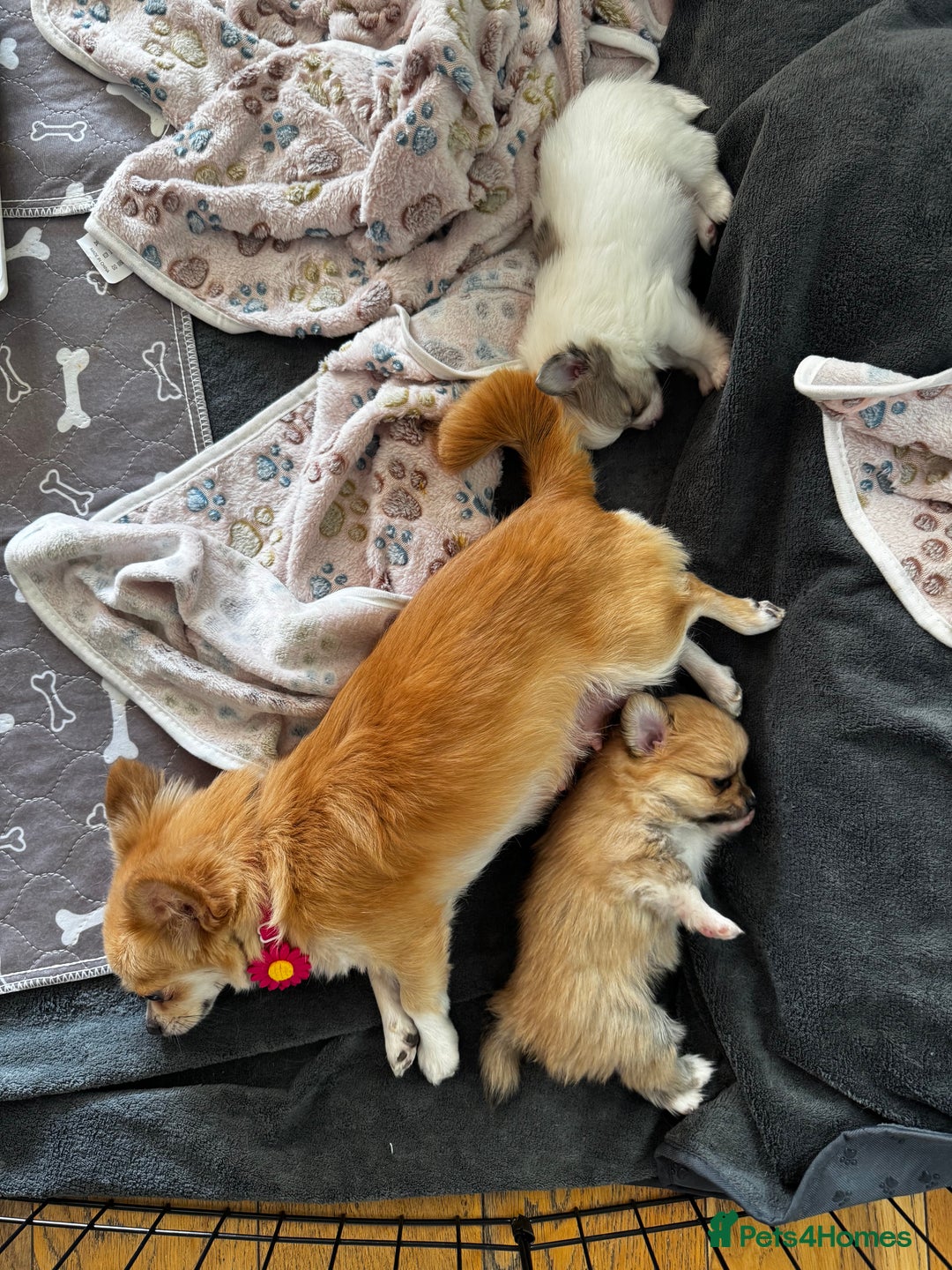 Pomchi dogs for sale: Pomchi boy must go by this week - Image 2