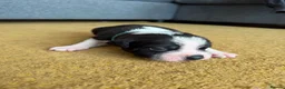 Staffordshire Bull Terrier dogs for sale: Blue American staffies - Advert 6