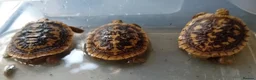Tortoise reptiles for sale: Pancake tortoise babies - Advert 3