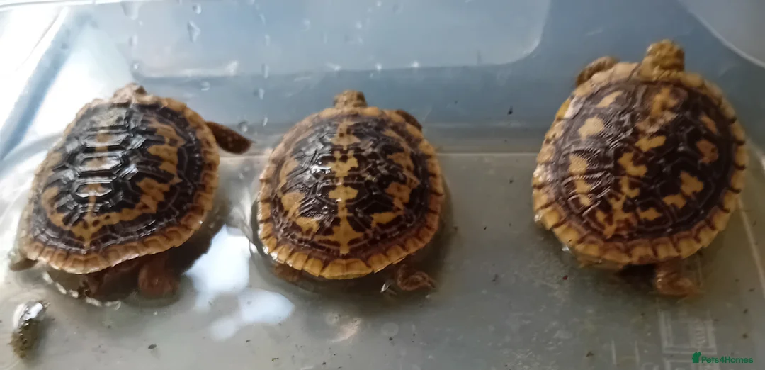 Tortoise reptiles for sale: Pancake tortoise babies - Advert 3
