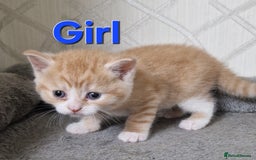 British Shorthair cats for sale: Gorgeous British Shorthair Kittens for SALE - Image 4