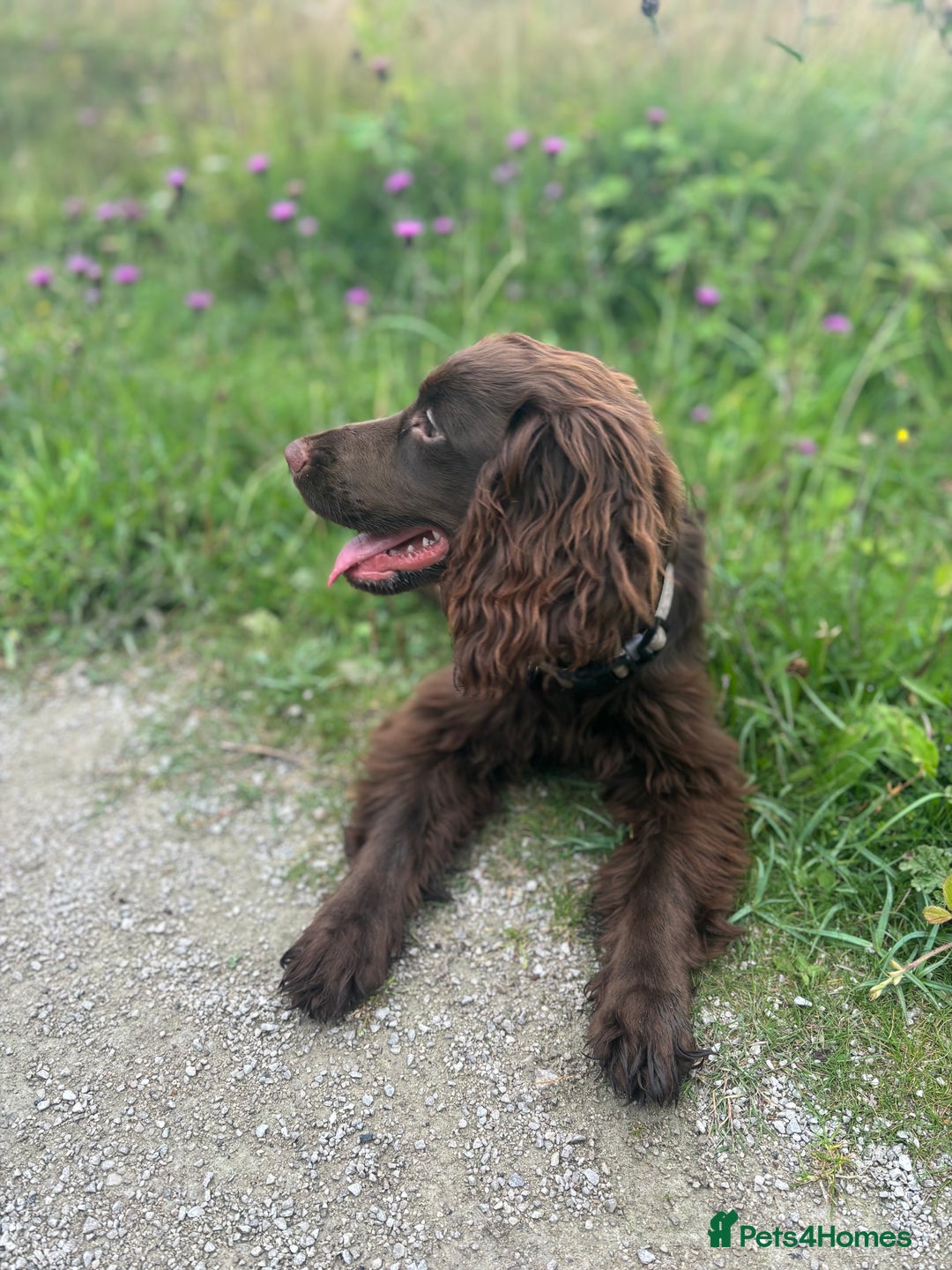 Cocker Spaniel dogs for sale: 10 month old cocker spaniel for sale  - Advert 2