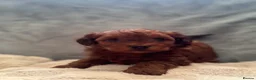 Yorkiepoo dogs for sale: DNA Health tested Yorkipoo puppies  - Advert 16