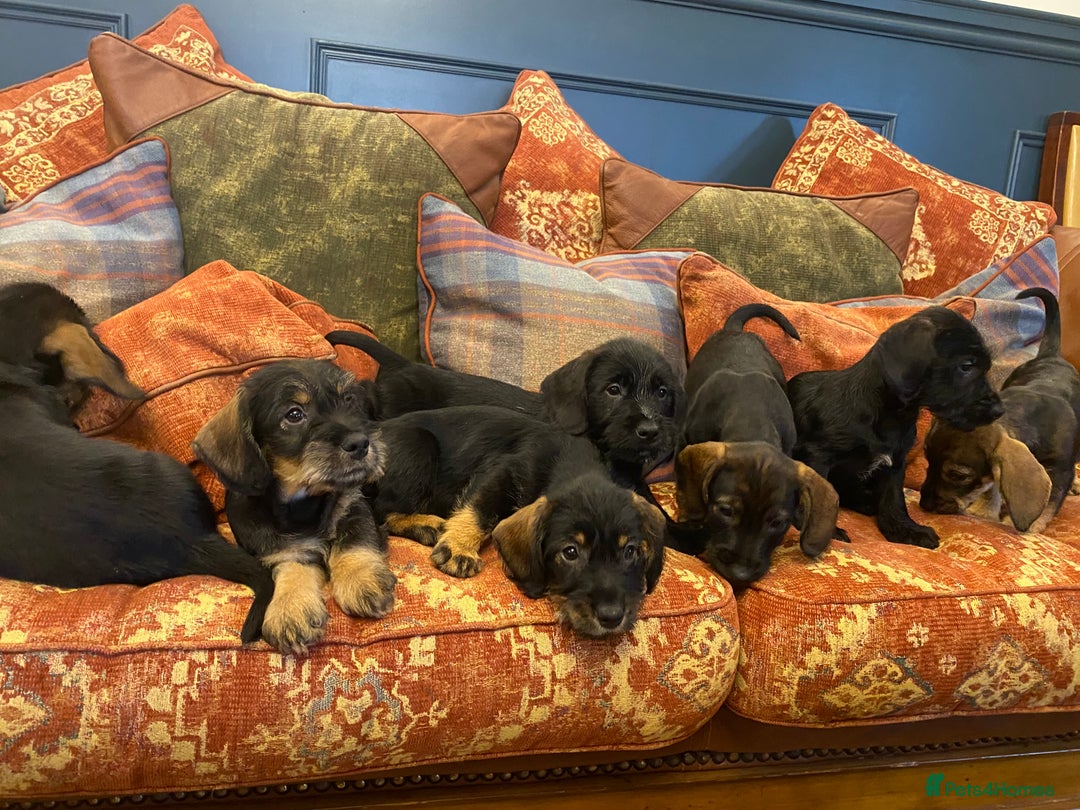 Mixed Breed dogs for sale: For Sale German wire haired pointer  x dashound  - Advert 9