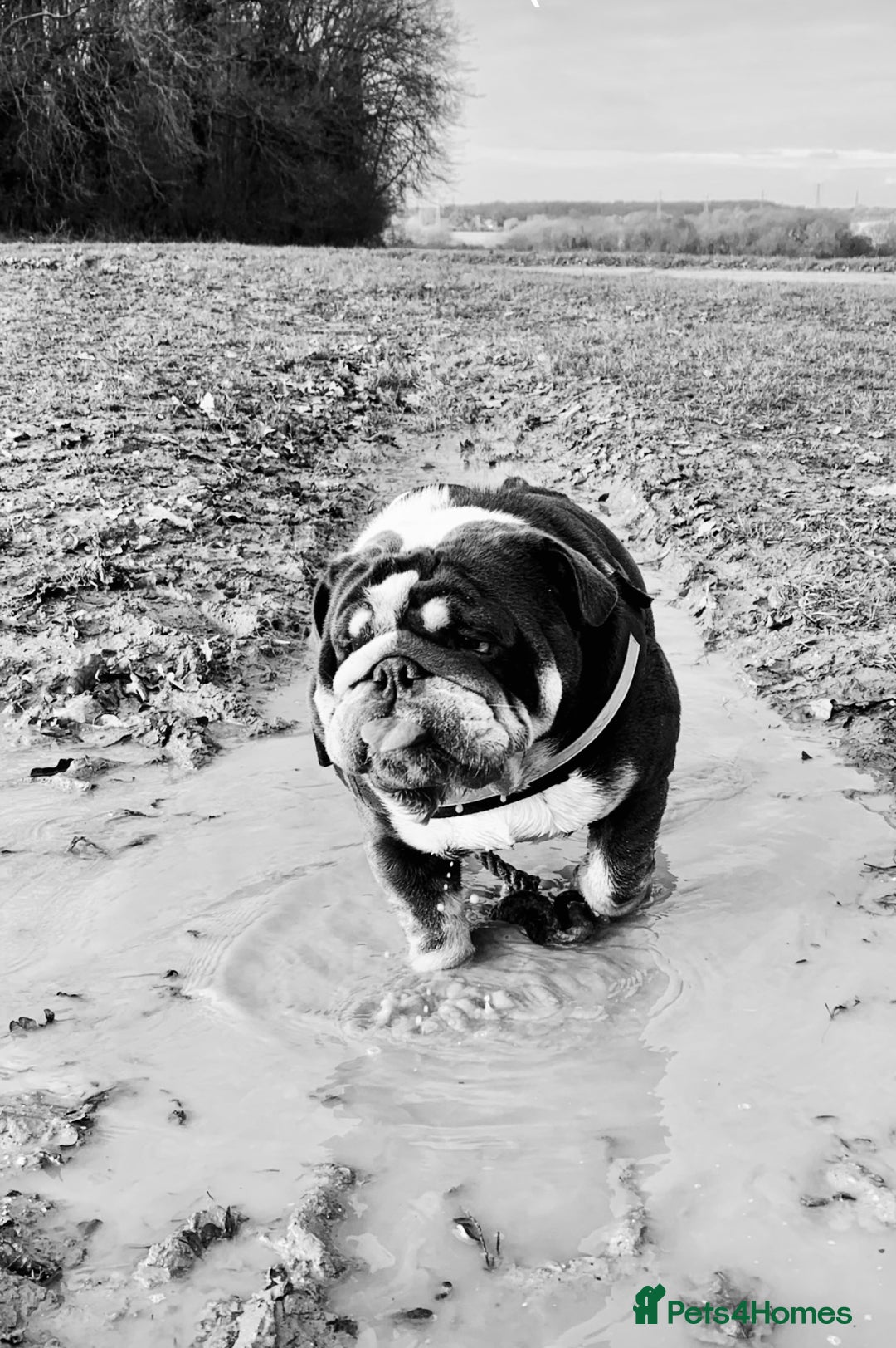 English Bulldog dogs for sale: 🐾 British Bulldog – Looking for His New Home 🐾 - Image 4