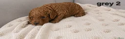 Cockapoo dogs for sale: Cockapoo  in Wolverhampton - Advert 8
