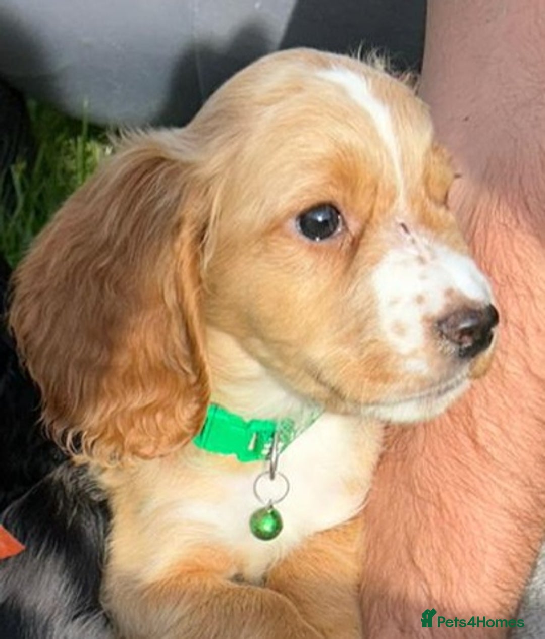 Cocker Spaniel dogs for sale: 3 beautiful working cocker spaniel puppies  - Image 8