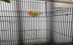 Lovebirds birds for sale: 3 baby lovebirds for sale - Image 6