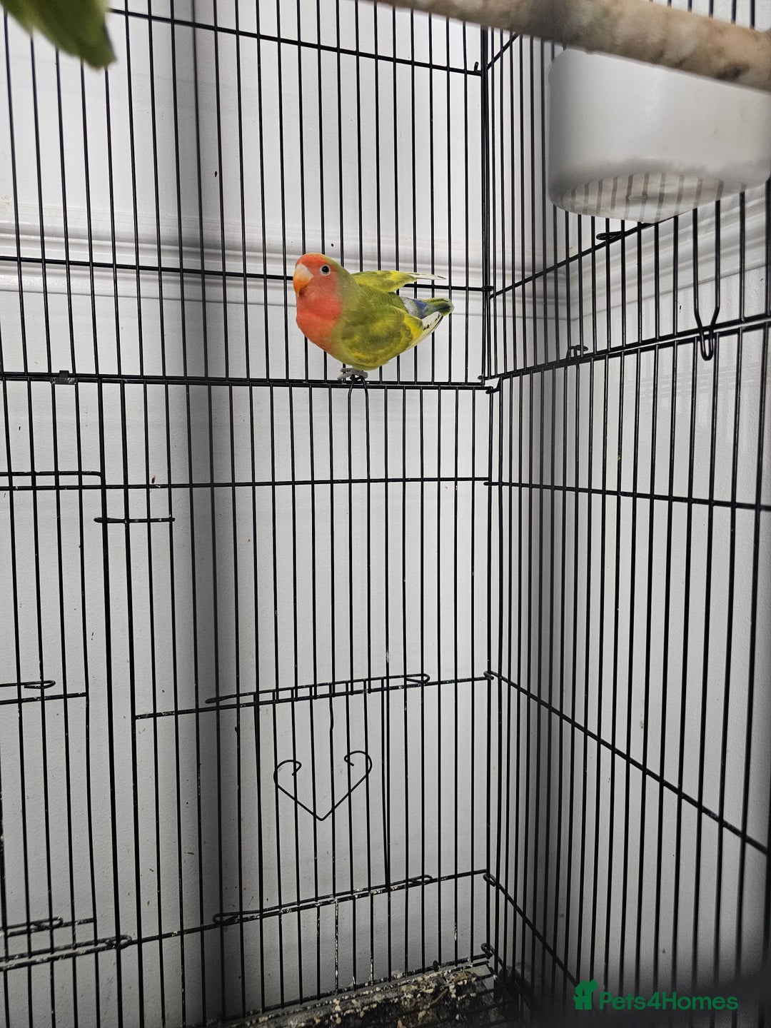 Lovebirds birds for sale: 3 baby lovebirds for sale - Image 6