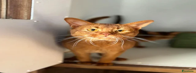 Oliver