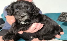 Cockapoo dogs for sale: **Last** Male Cockapoo Puppies avaliable 8th Oct  - Image 4