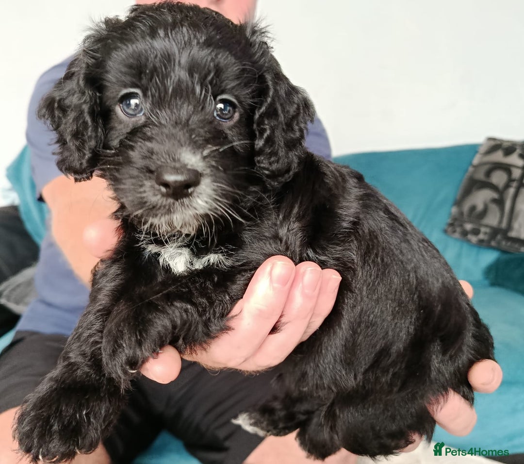 Cockapoo dogs for sale: **Last** Male Cockapoo Puppies avaliable 8th Oct  - Image 4