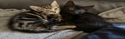 Mixed Breed cats for sale: Male kittens  - Advert 7