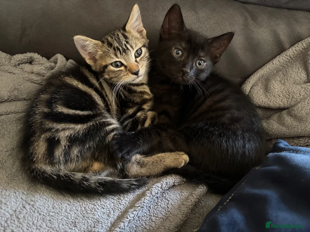 Mixed Breed cats for sale: Male kittens  - Advert 7