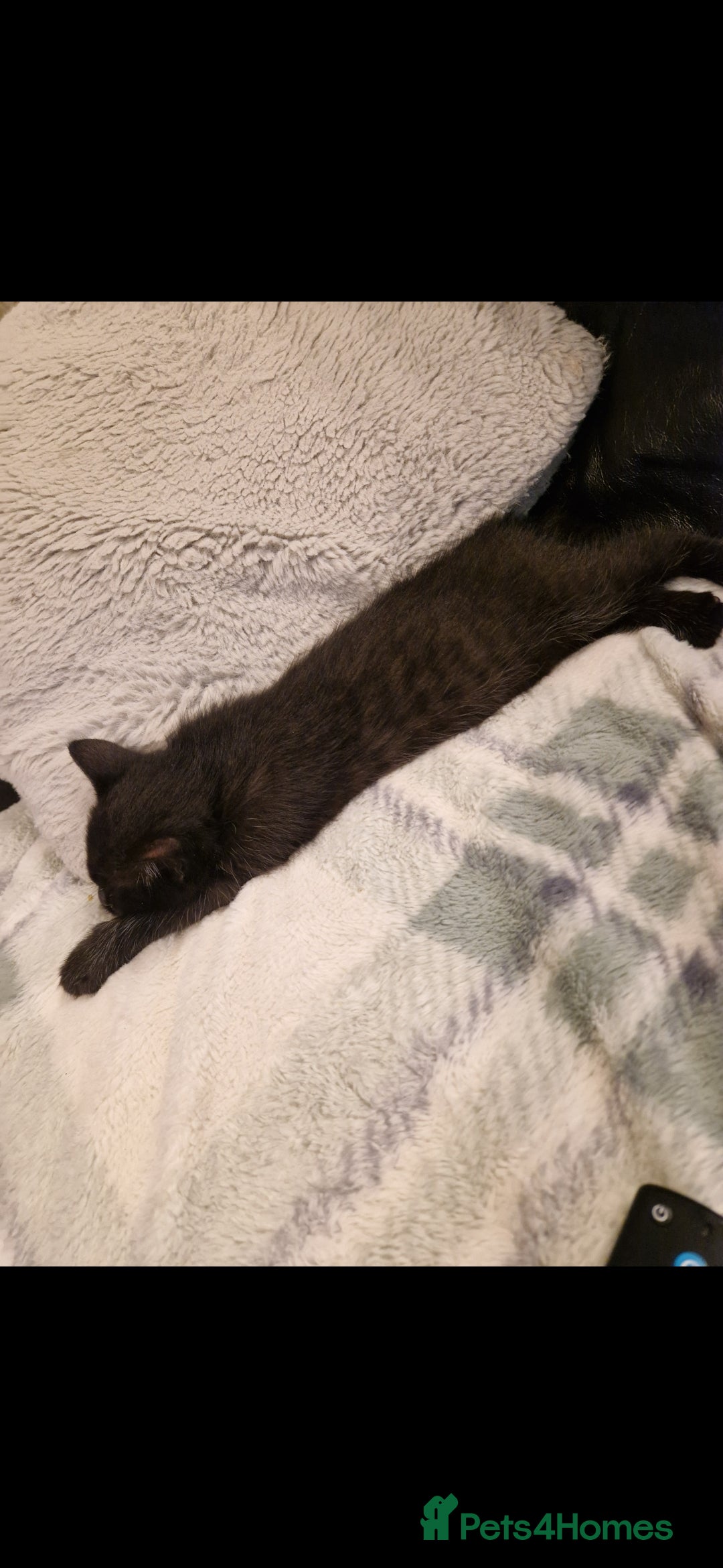 Mixed Breed cats for sale: Turkish angora x Main coon kittens ready now - Advert 12