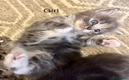 Mixed Breed cats for sale: Adorable kittens  - Image 5