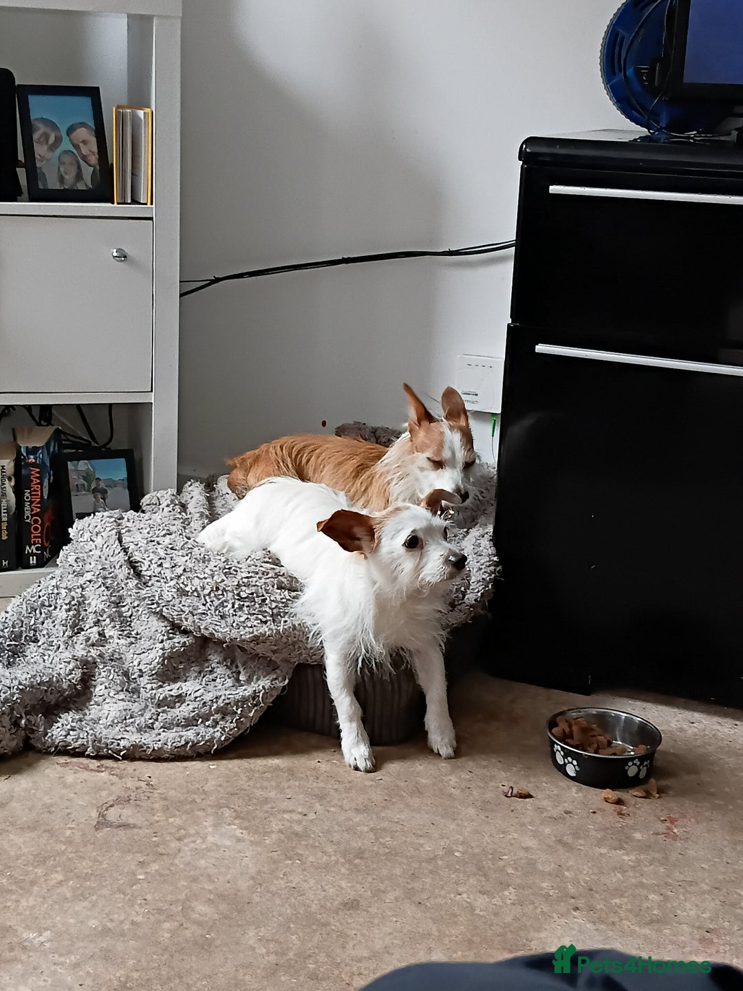 Mixed Breed dogs for sale: Two Chihuahua jack russel sisters need a new home - Advert 2