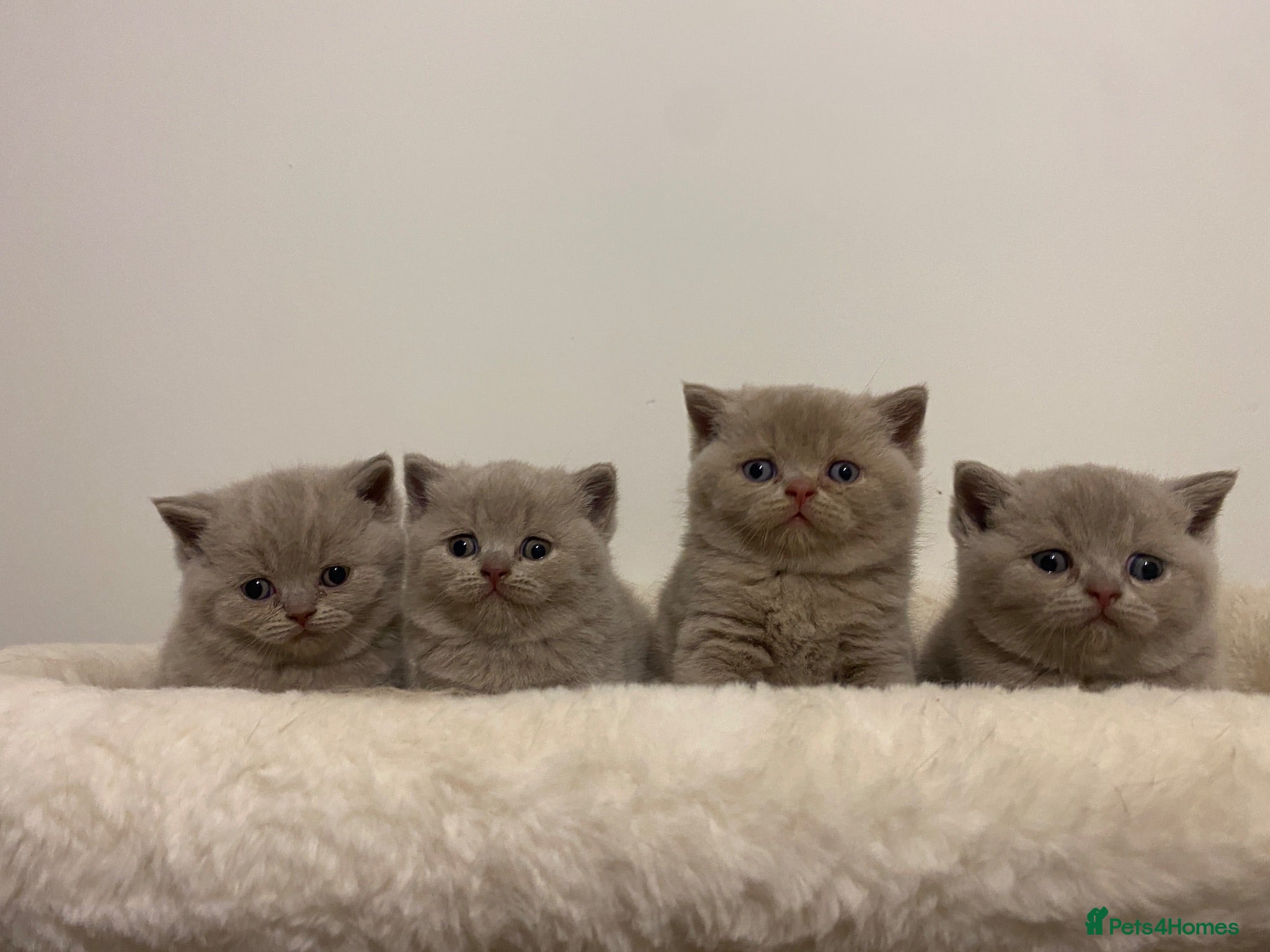 British Shorthair cats ✨Stunning Lilac British Shorthair GCCF ✨ - Advert 2