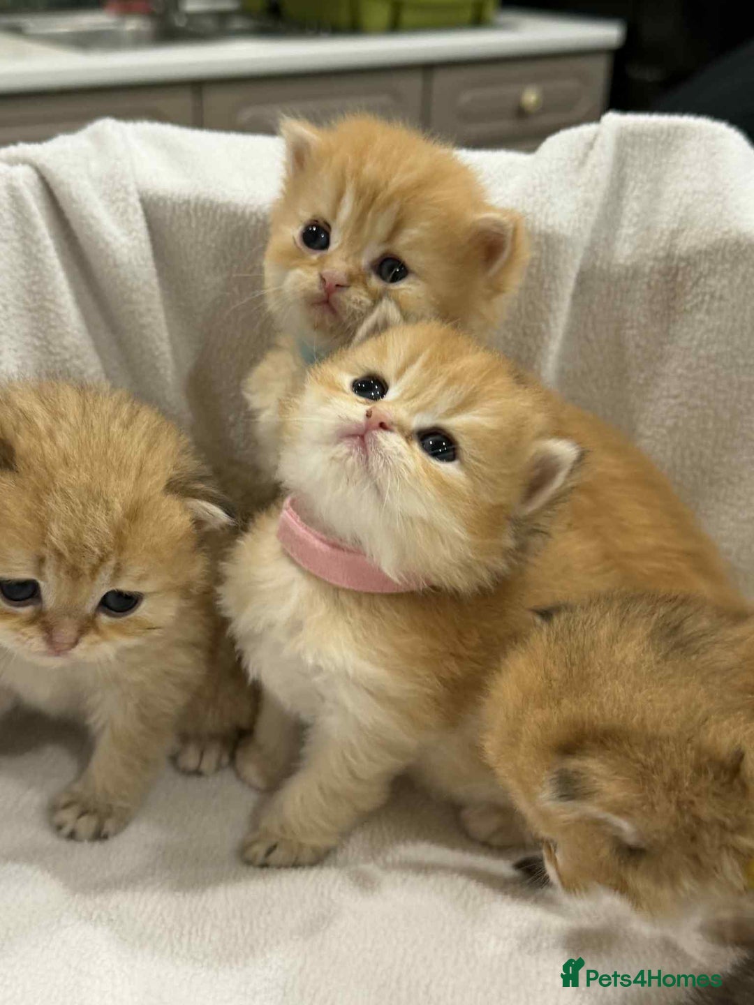 British Longhair cats for sale: ⭐️STUNNING GOLDEN BRITISH LONGHAIR TICA KITTENS⭐️ - Advert 1